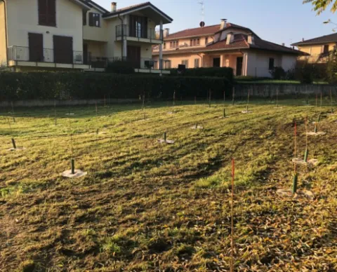Forestazione Urbana